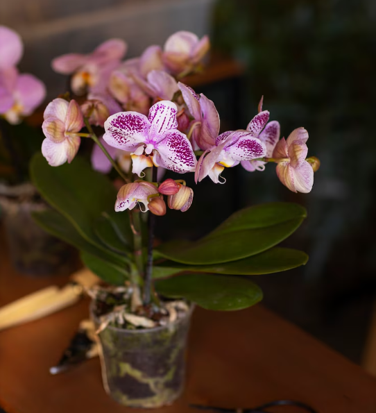 Orquídea antes de ser podada