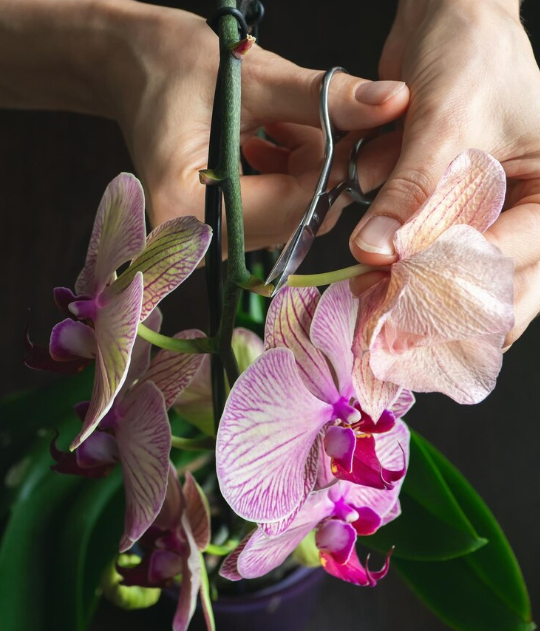 Podando una orquídea