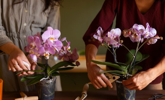 Dos mujeres podando orquídeas