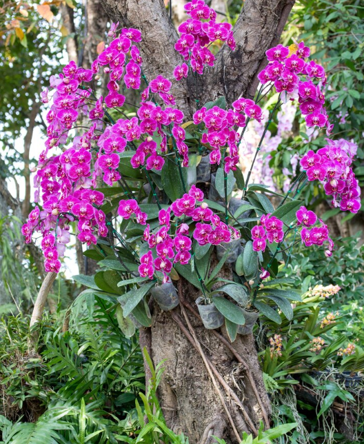 jardines colgantes - Venezuela-Ecuador-Perú-Argentina-El Salvador-Colombia-Chile-México-jardines verticales-España-Uruguay-Panamá-orquídea-Nicaragua-Brasil