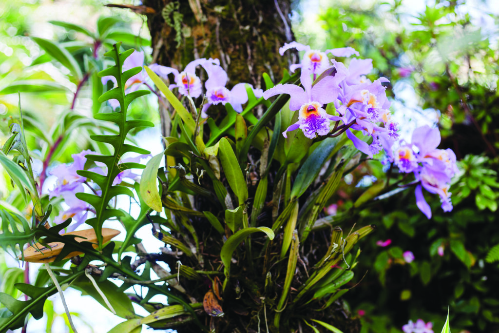 jardines colgantes - Venezuela-Ecuador-Perú-Argentina-El Salvador-Colombia-Chile-México-jardines verticales-España-Uruguay-Panamá-orquídea-Nicaragua-Brasil