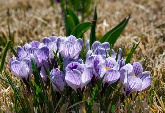 Orquídeas Silvestres