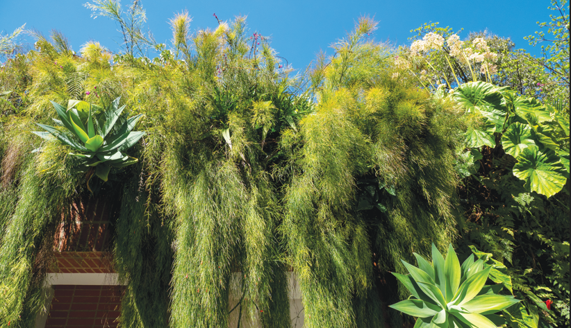 Jardín colgante - jardín vertical- Caracas - Ecuador-Venezuela-Colombia-Chile-España