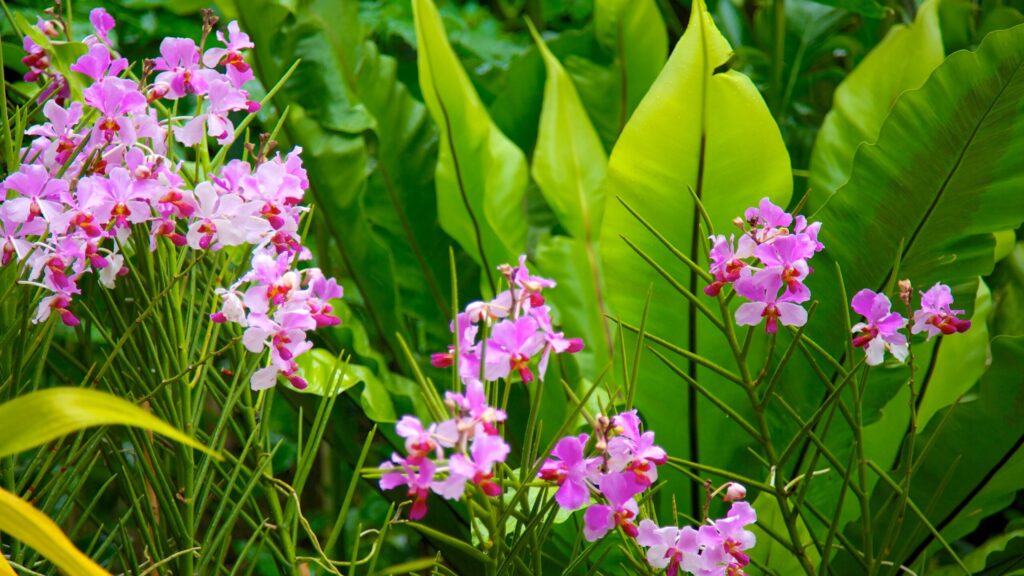 Orquídea Vanda Miss Joaquim