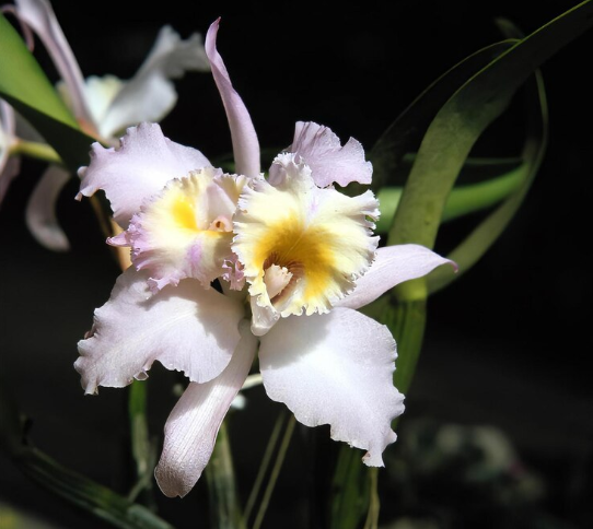 Orquídea Cattleya Mossiae