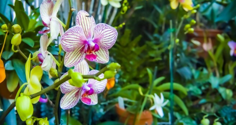 Orquídeas Cattleyas