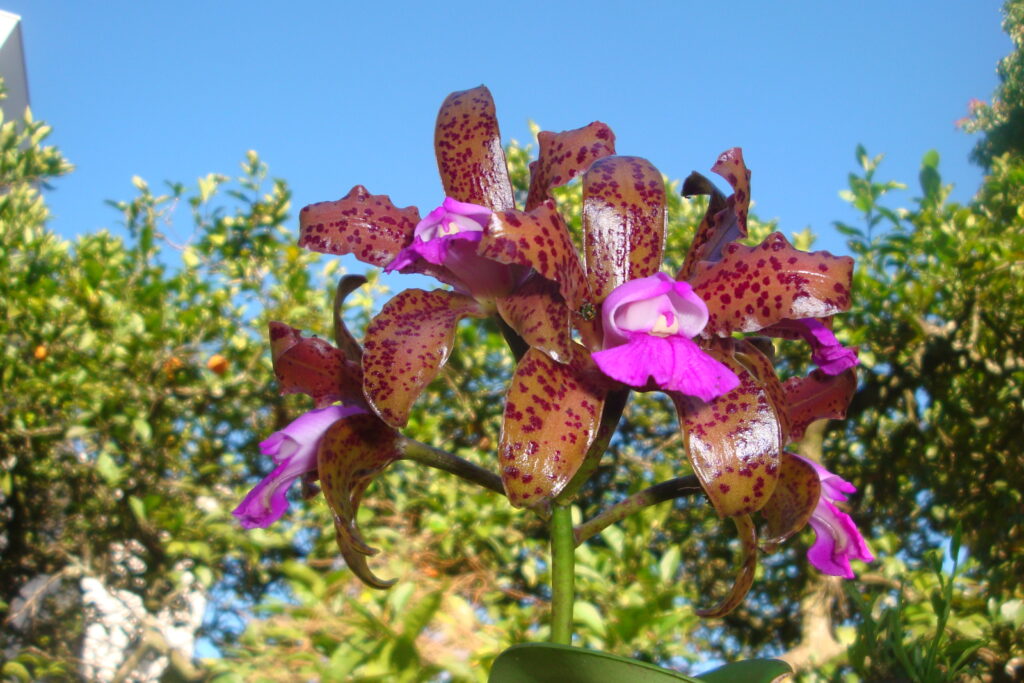 Orquídeas en jardín
